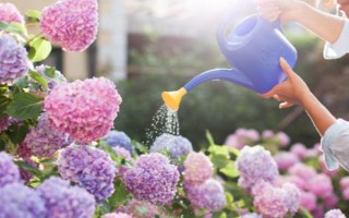 绣球花能摆放在客厅吗，适合摆放在客厅