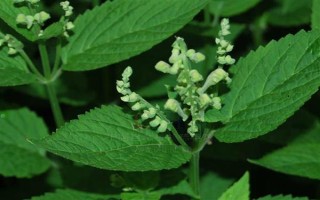 黄芩种子的播种方法，播种前种子先用温水浸泡5-6小时