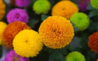 球菊如何养殖，生长过程中需要足够的光照