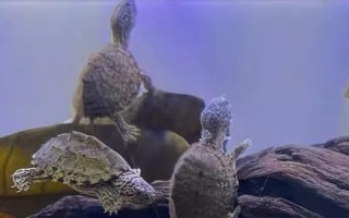 剃刀龟水肿能否自己恢复，器官受损或病变需进行药物治疗