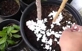 幸福树开花的寓意，寓意着吉祥如意