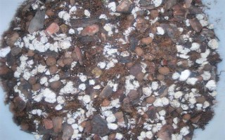 惠兰的养殖方法，按照不干不浇、浇则浇透的原则提供水分