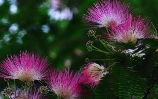 合欢花的产地，原产地为我国长江、黄河及珠江流域