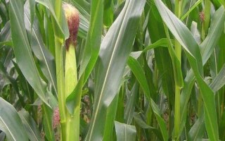 同丰161玉米种子介绍,适宜播期4月下旬至5月上旬