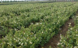 金银花的种植条件，喜欢在温和湿润的环境中生存