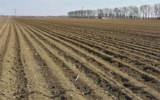 小麦如何种植，选择疏松肥沃、排水透气性良好的土壤