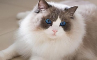 猫吃飞蛾会中毒吗，一般不会中毒