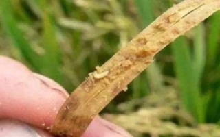 水稻负泥虫的出现规律,成虫可越冬每年均发生一代