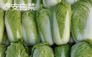 常见白菜品种有哪些，天津绿、胶州大白菜、绿秀等都是常见品种