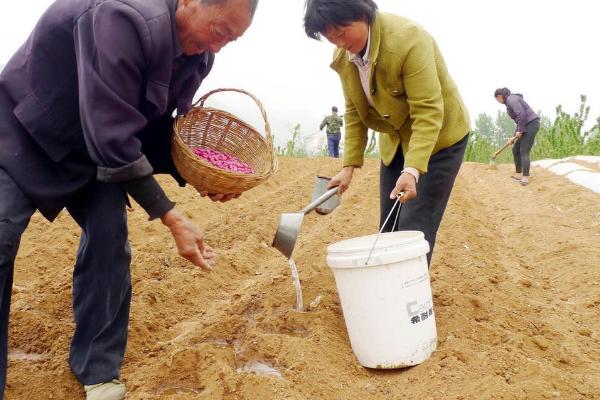 提高花生产量的方法，需轮作换茬、巧施肥料等