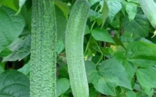 耐高温的蔬菜有哪些品种，空心菜、黄瓜、西葫芦等品种比较耐高温