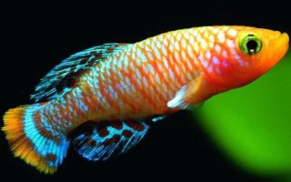 热带鱼能放生河里吗，热带鱼不可以放生河里