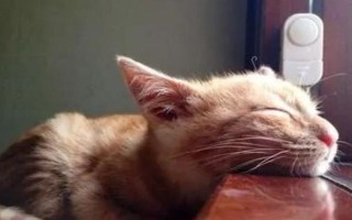 怎么判断猫是否发烧，可使用体温计测量猫的肛温