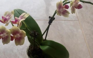 蝴蝶兰花蔫了是什么原因及解决方法,可能是温度太高或氮肥过多等