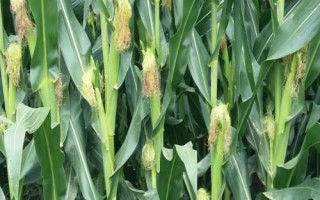 GH7788玉米种子简介,适宜在肥力中上等的地块种植