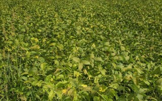 丹豆20大豆品种简介，生育期131天