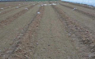 怎么种大葱籽，播种前需浸种3-4小时