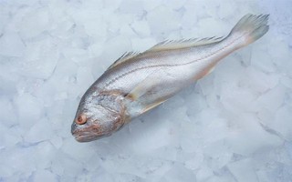 白姑鱼是不是海鱼,属于暖温性近海中下层鱼类