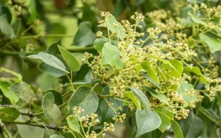 公园里面有哪些常见树，常见的有香樟、雪松等