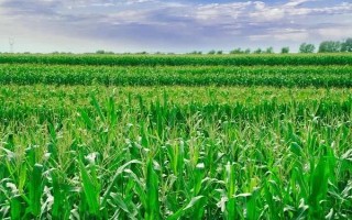 吉单92玉米品种的特性，种植密度不宜过大