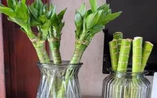 富贵竹的浇水方法，遵循不干不浇、浇则浇透的原则