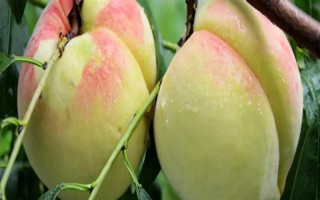 山东泰安市的水果特产