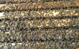 蜂群死了蜂王该怎么办,可介入新王