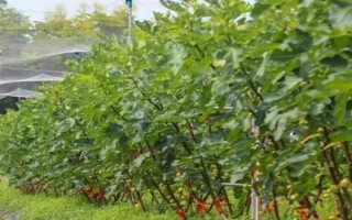 无花果有没有花，无花果有花