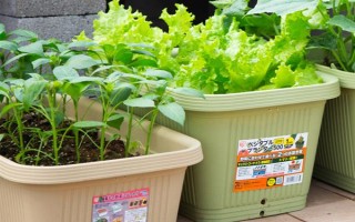 用塑料盆种菜有没有毒，蔬菜的根系无法吸收其中的有毒物质