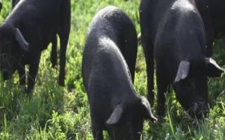黑毛猪的价格，一斤需要30-50元左右