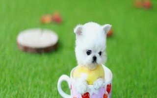 茶杯犬喂哪种食物，超过一岁主喂狗粮