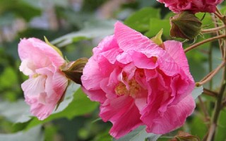木芙蓉有什么花语和传说故事,寓意着高洁美丽、高贵吉祥