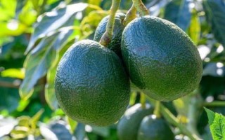 牛油果种植条件，喜光但不耐寒