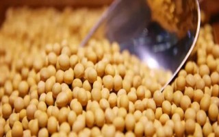 皖宿01-15大豆种子特点,全生育期103天左右