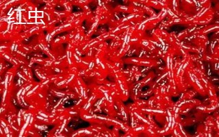 红虫和红线虫的区别，物种、形态和栖息环境均不同