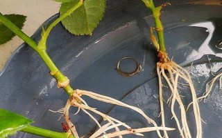 水插玫瑰枝条如何生根,用多菌灵浸泡消毒、涂抹生根粉之后再水培