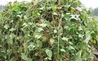 红薯秧如何做青储饲料，红薯秧一定要粉碎处理