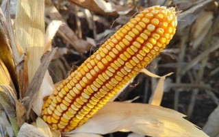 丰垦008玉米种子介绍，选择中上等肥力地块