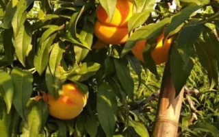 好吃的桃子品种有哪些，鹰嘴桃、砀山黄桃、水蜜桃、黄金油桃等品种的口感比较好