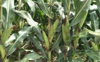 延科12号玉米种简介,适宜播种期4月中下旬