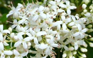 小叶女贞的养殖方法，每周为其浇一次水