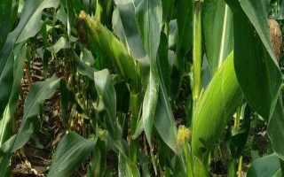 粘玉米的田间管理方法,在4-5片叶时开始定苗