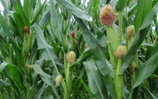 利单679玉米种子特征特性，及时防治地下害虫