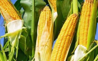 云甜玉12号玉米种子特征特性，种植密度在3300株左右为宜