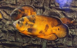 地图鱼几天不进食会被饿死，超过10-15天不进食就有可能会死亡