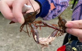 钓小龙虾用哪种肉，鸡肝、鸭肠、蚯蚓等饵料都是适宜选择