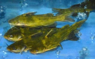 黄颡鱼的产地，长江中下游的河流湖泊中较多