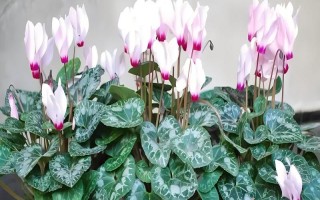 仙客来花落后如何处理，要对其进行修剪