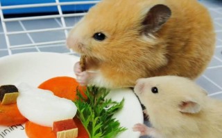 仓鼠可以吃哪些食物，可以吃小米、香蕉、桃子等