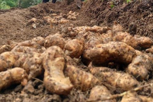 天麻的主要产地，主要分布于吉林、辽宁、内蒙古等地